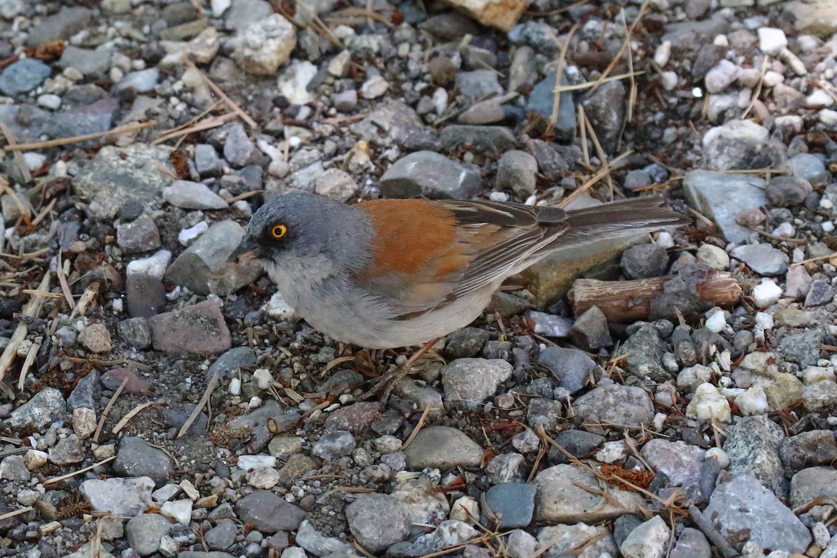 Yellow-eyed Junco - ML637523049