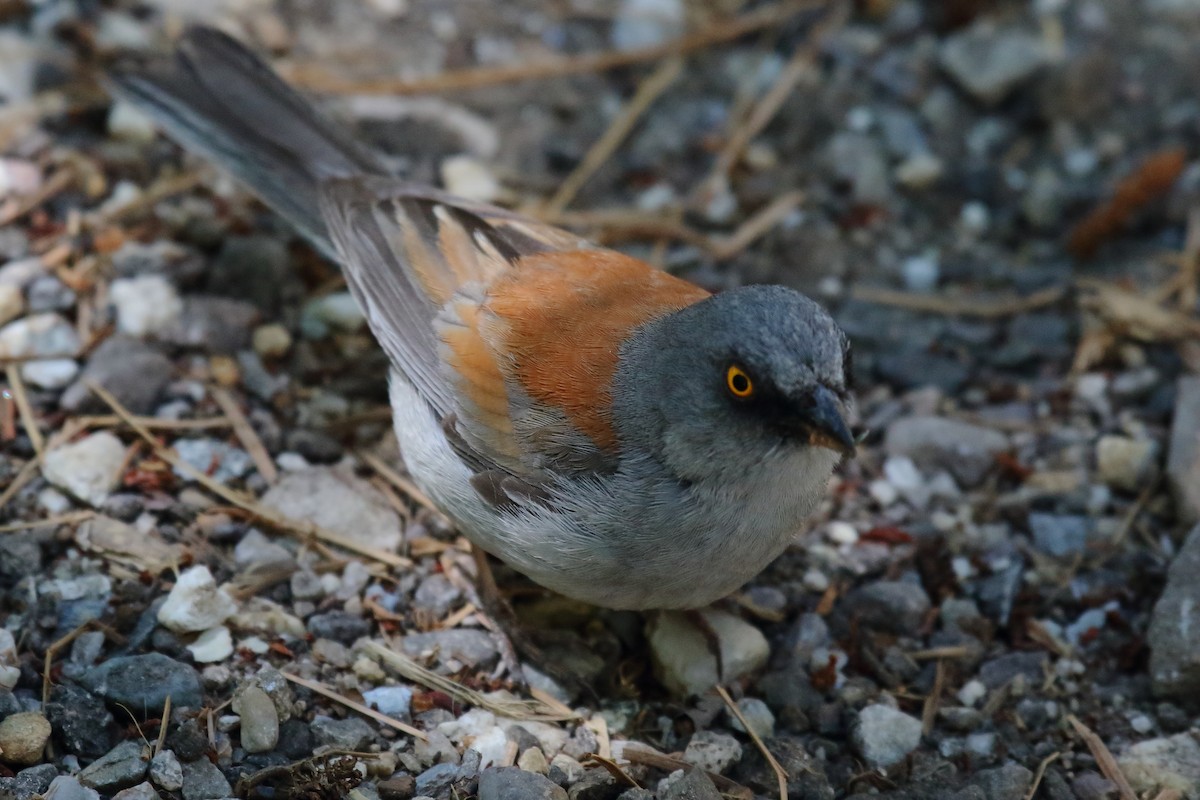 Yellow-eyed Junco - ML637523050