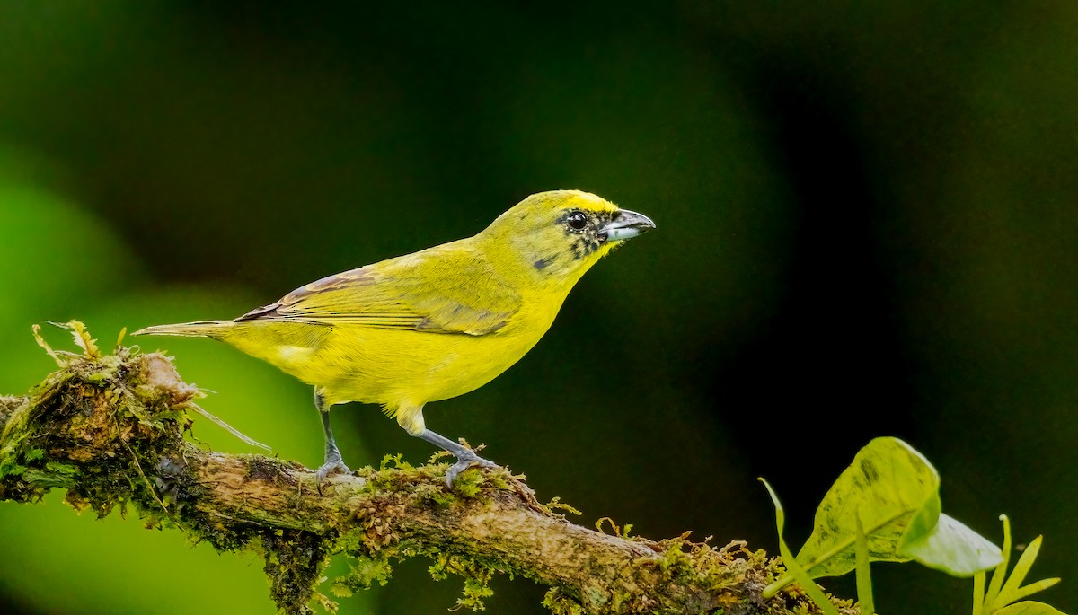 Orange-crowned Euphonia - ML637523056