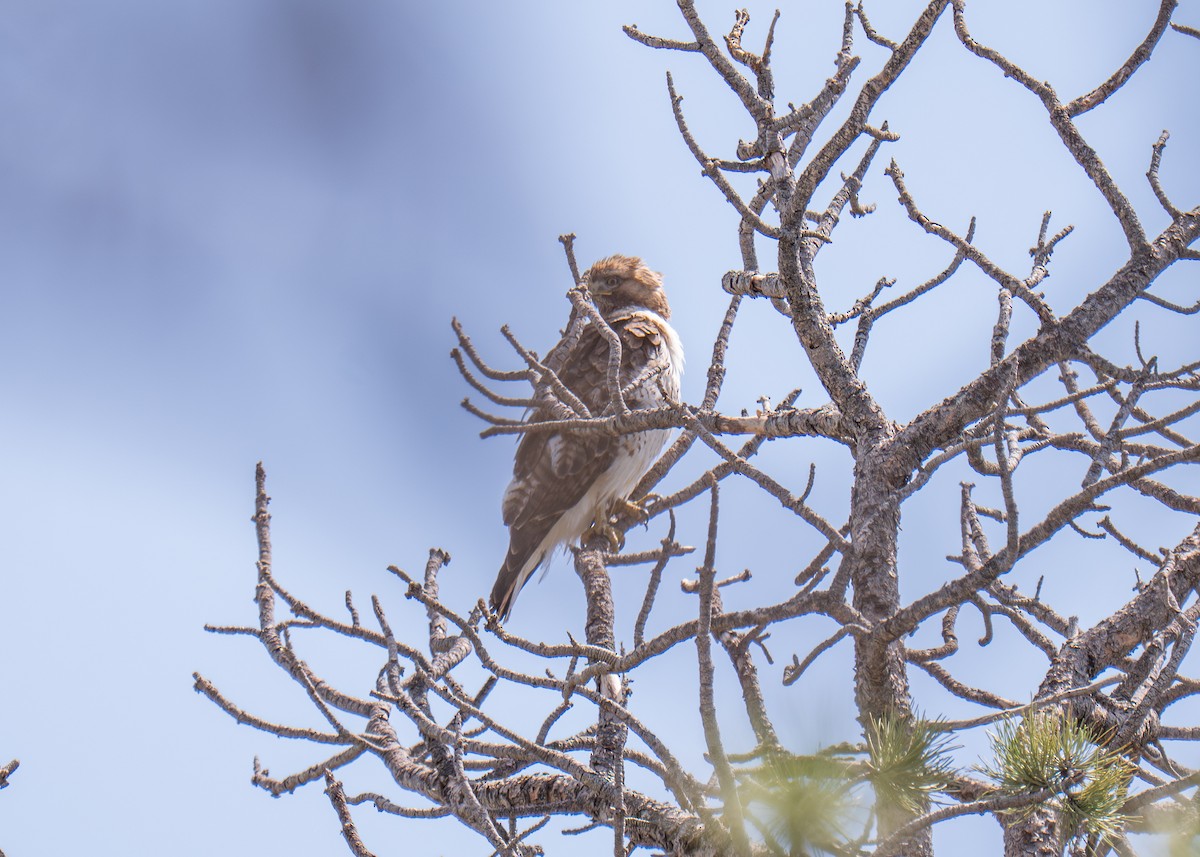 hawk sp. - ML637523173