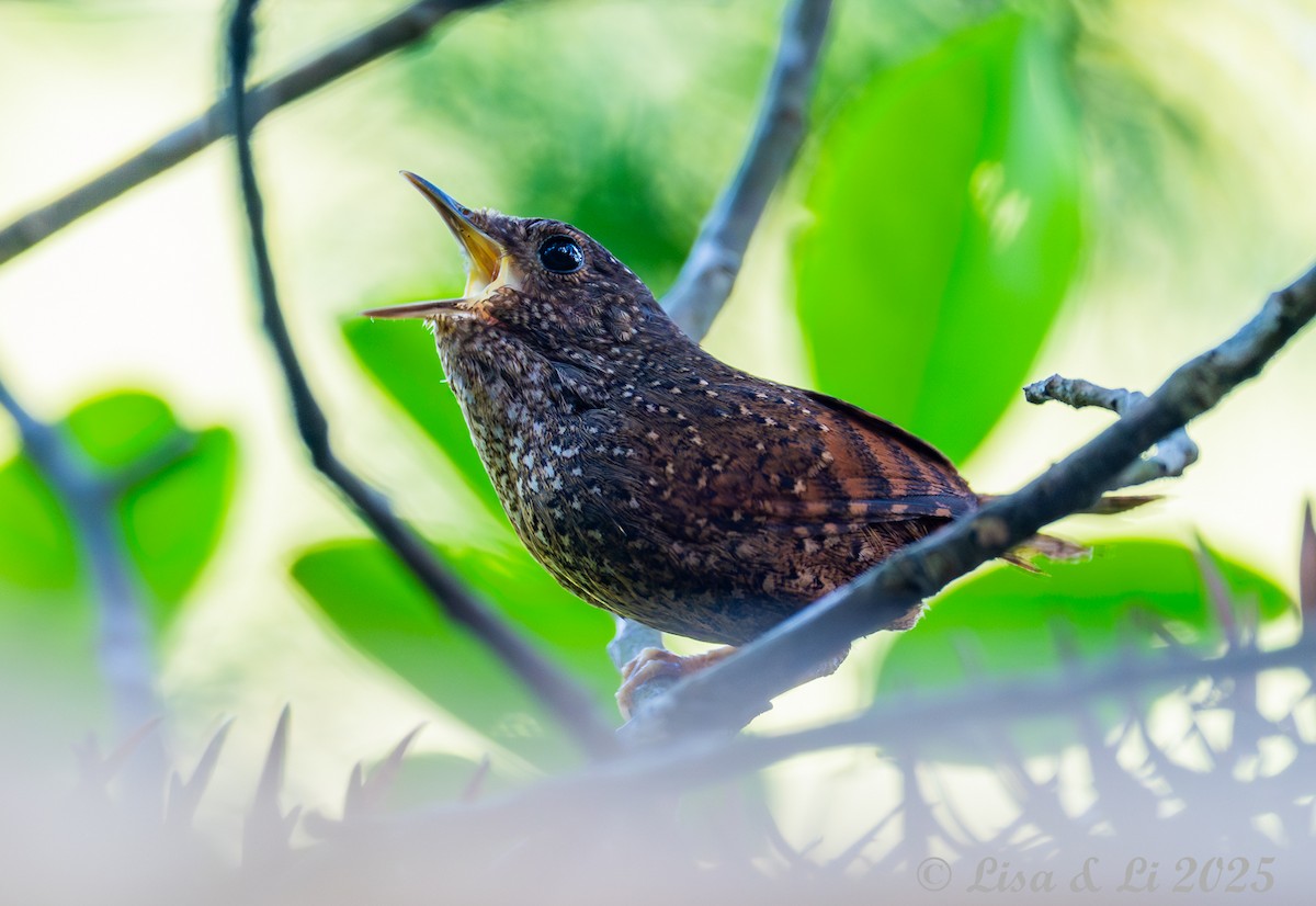 Spotted Elachura - ML637523176