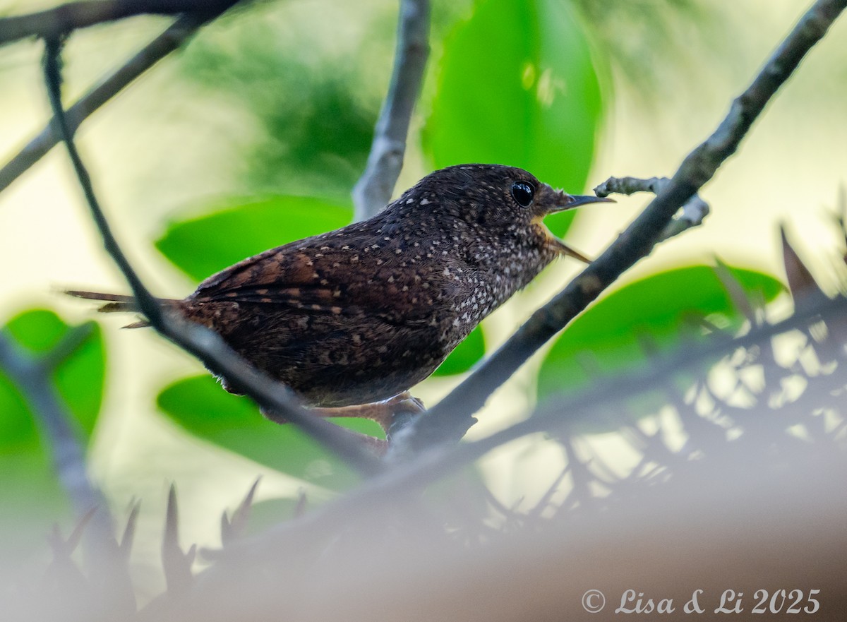 Spotted Elachura - ML637523177
