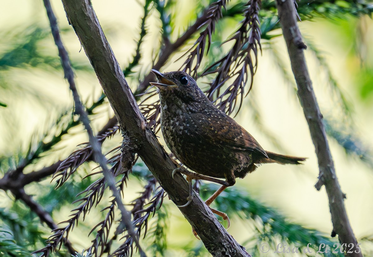 Spotted Elachura - ML637523179
