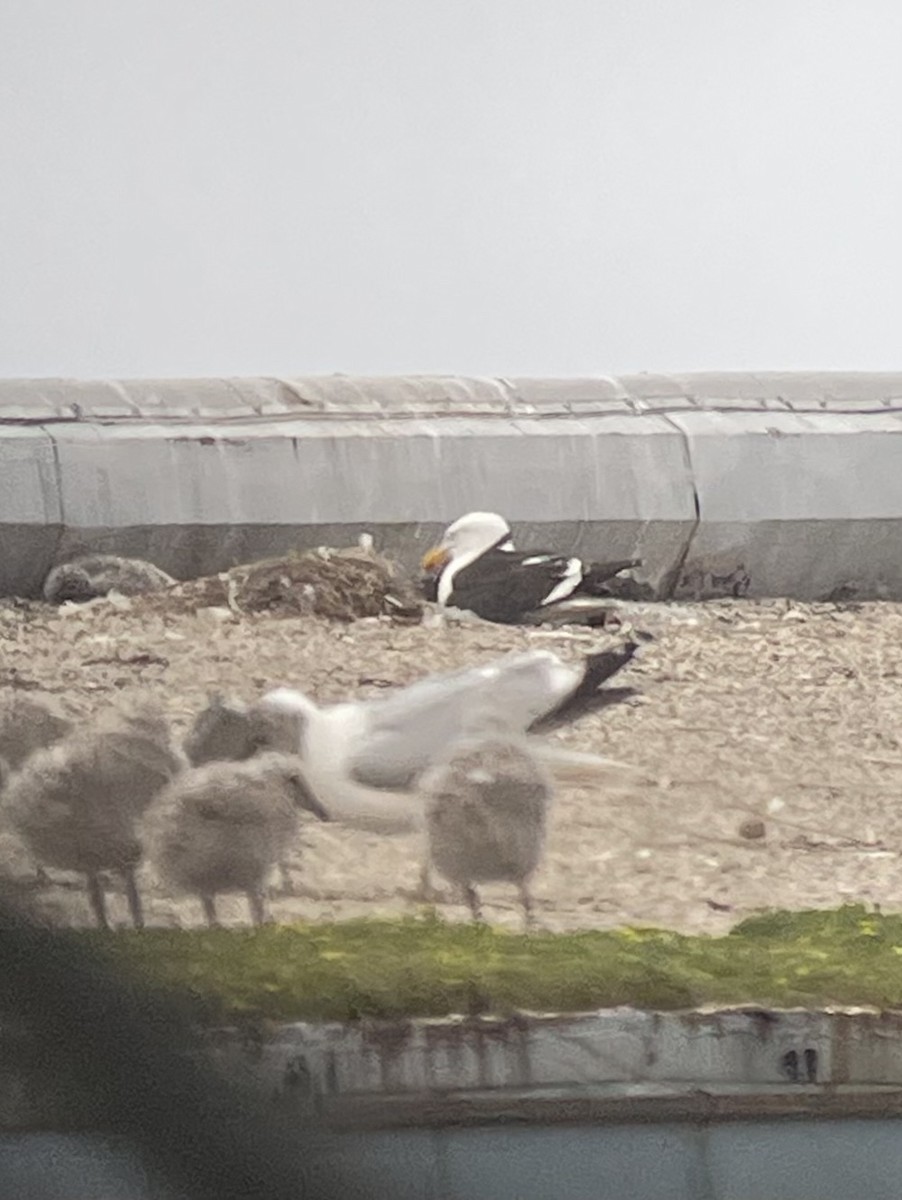 racek jižní - ML637523197