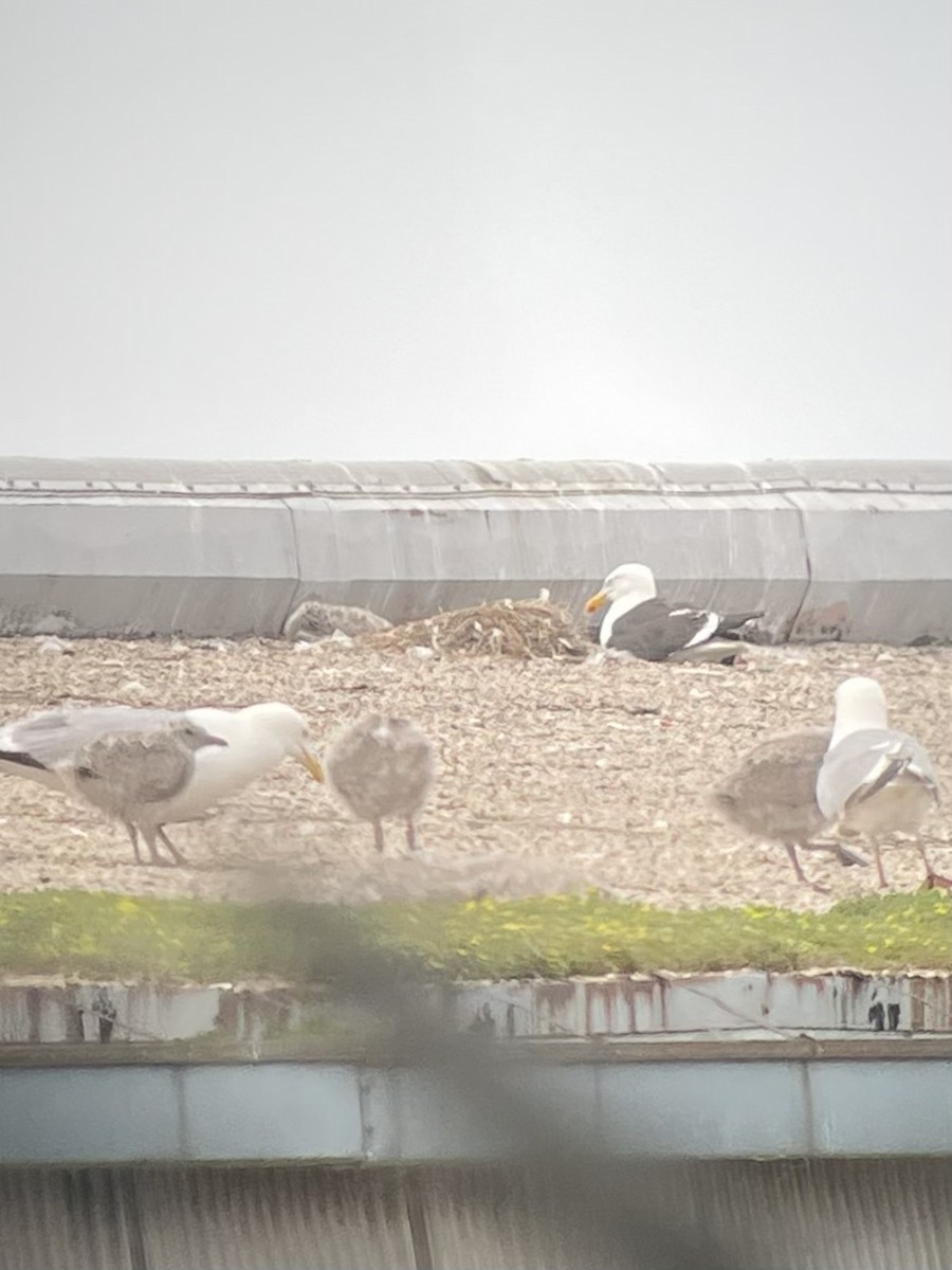 racek jižní - ML637523198