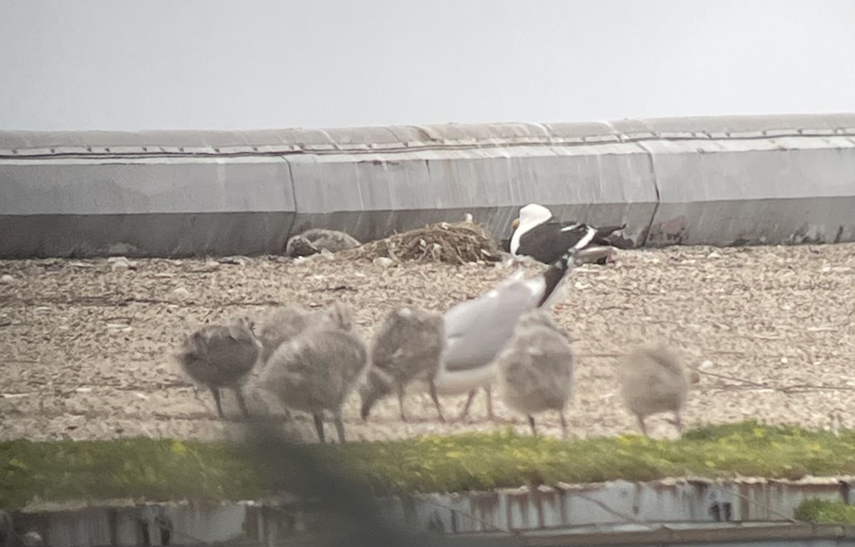 racek jižní - ML637523199