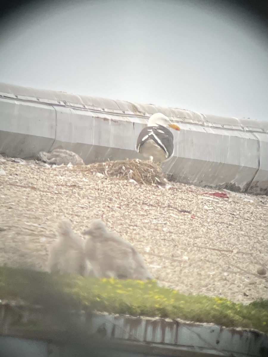 racek jižní - ML637523200