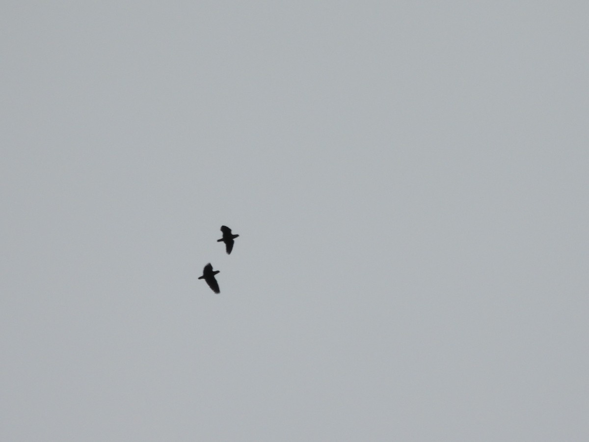Scaly-naped Amazon - ML637523237