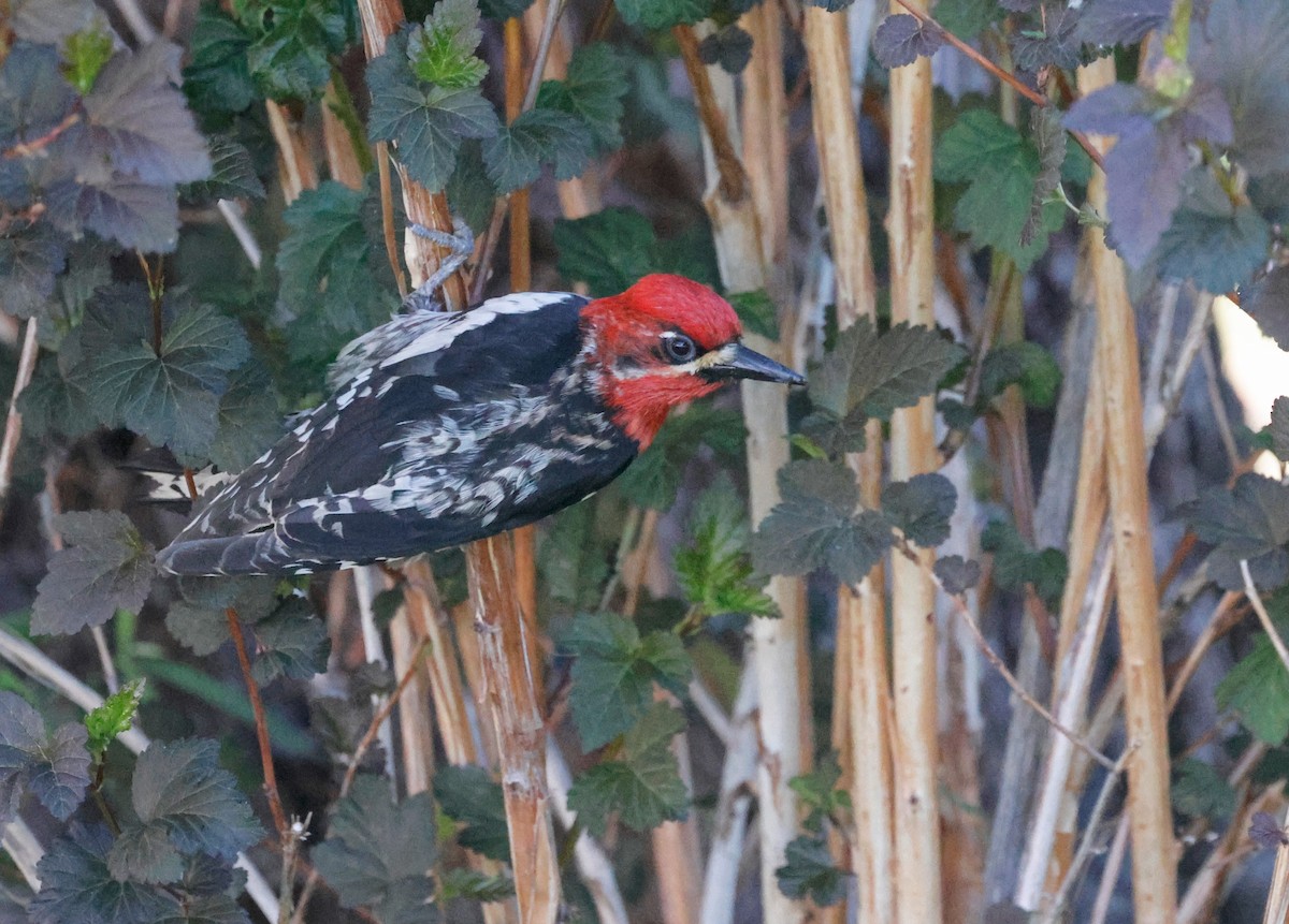 Red-breasted Sapsucker - ML637523247