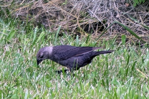 Brown-headed Cowbird - ML637523249