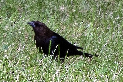 Brown-headed Cowbird - ML637523250