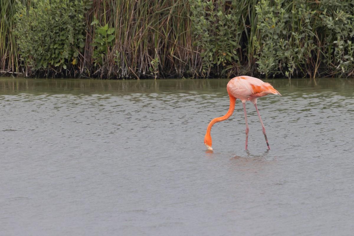 American Flamingo - ML637523251