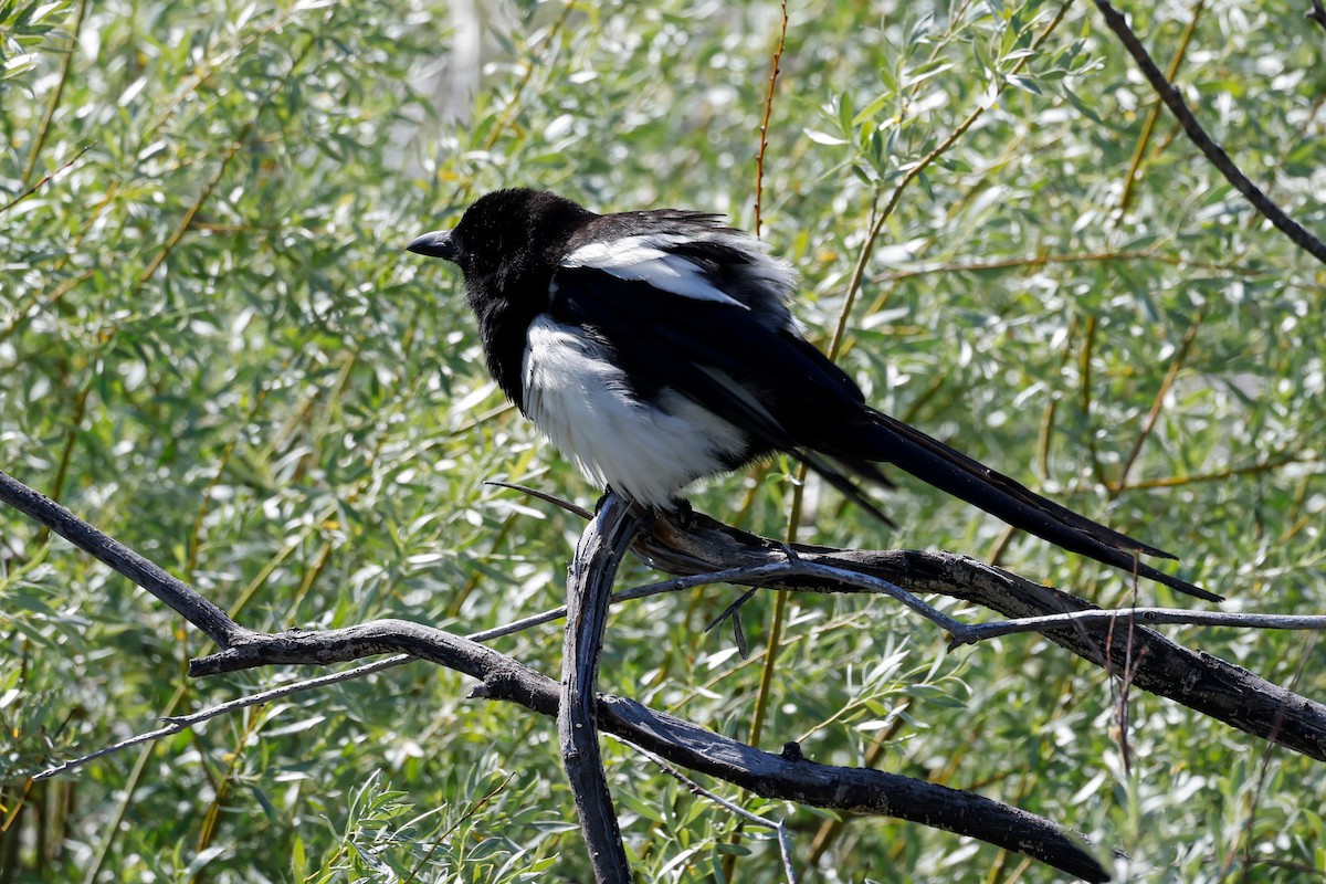 Black-billed Magpie - ML637523252