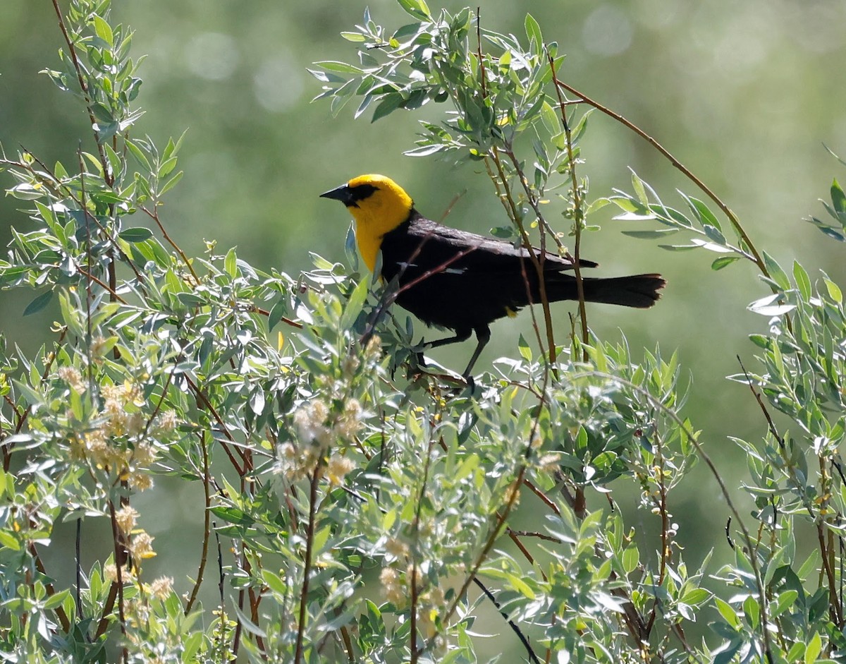 Yellow-headed Blackbird - ML637523265