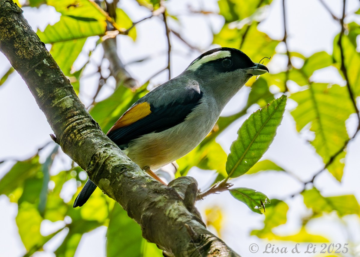 White-browed Shrike-Babbler (Gray-breasted) - ML637523268