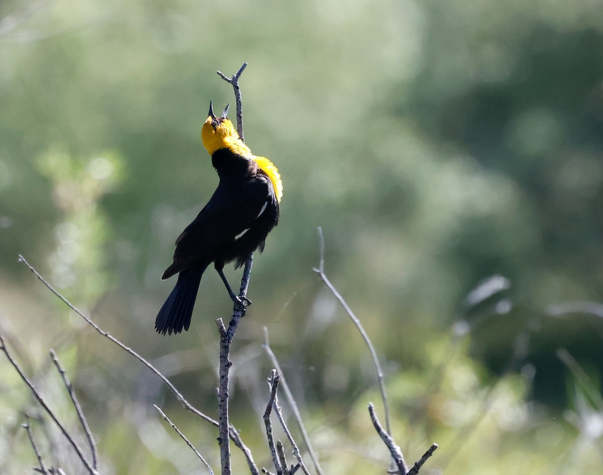 Yellow-headed Blackbird - ML637523271