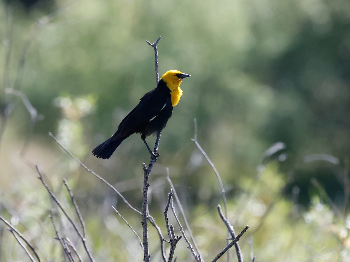 Yellow-headed Blackbird - ML637523272