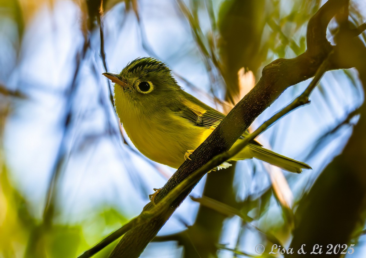 White-spectacled Warbler - ML637523320