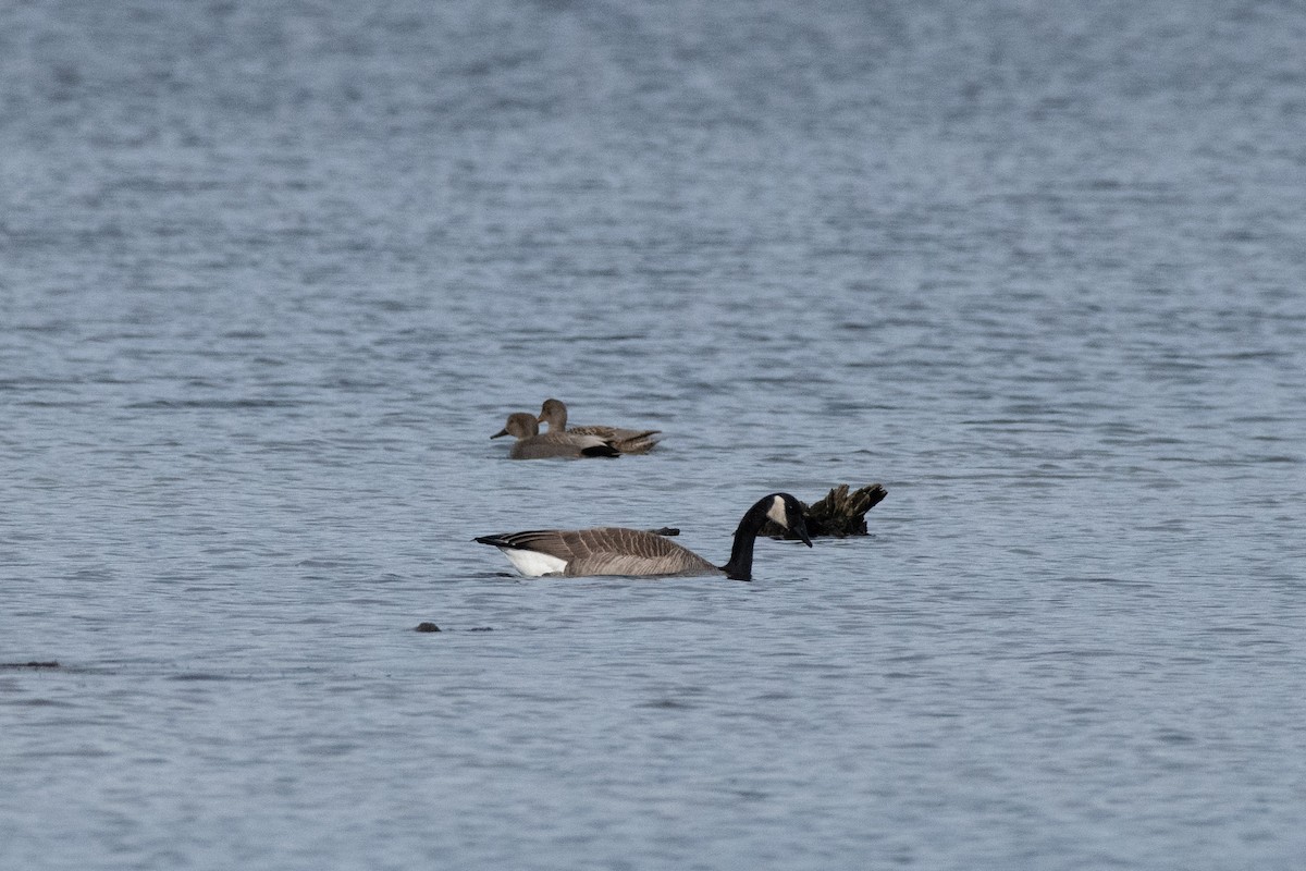 Canada Goose - ML637523348