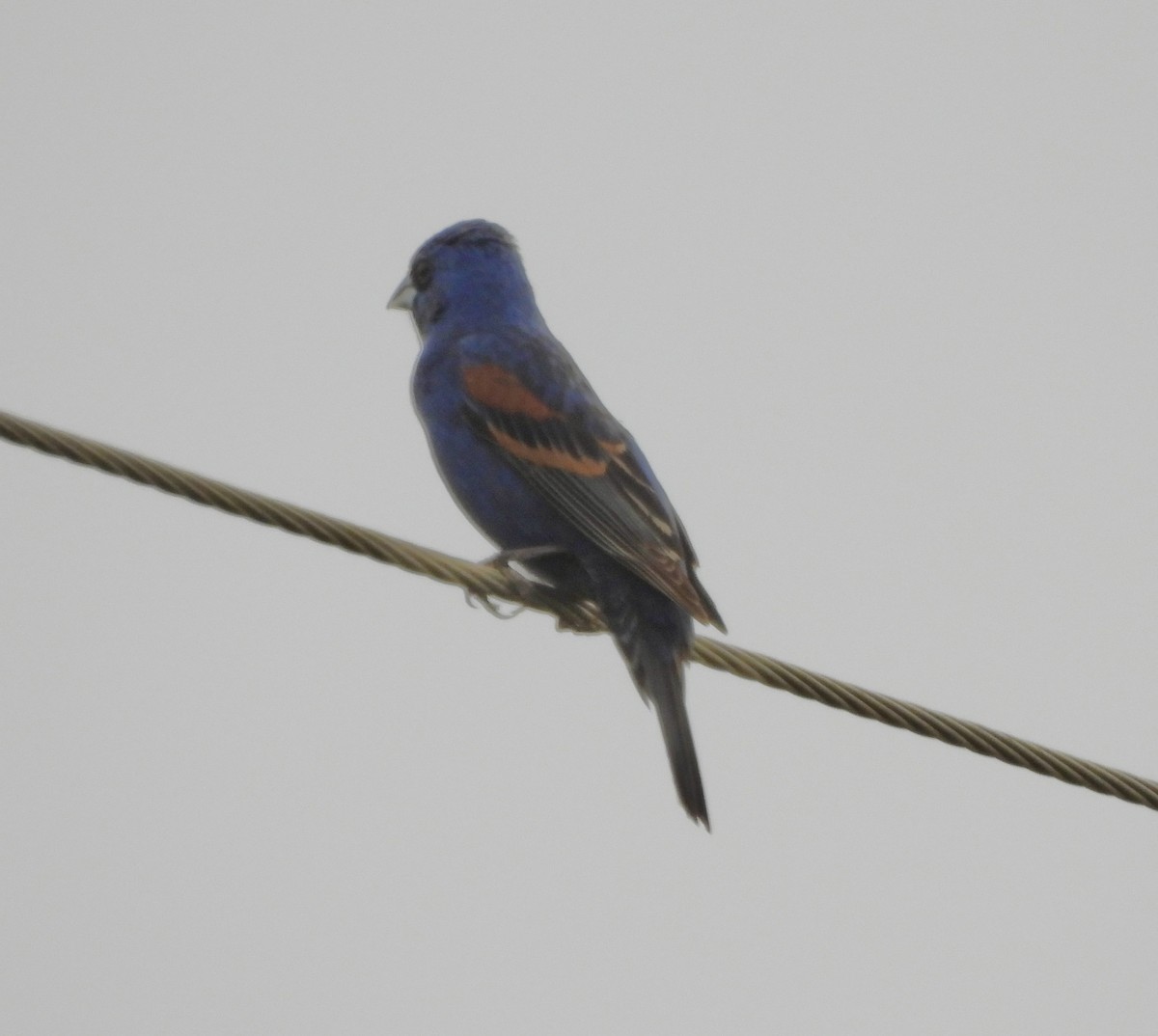 Blue Grosbeak - ML637523450