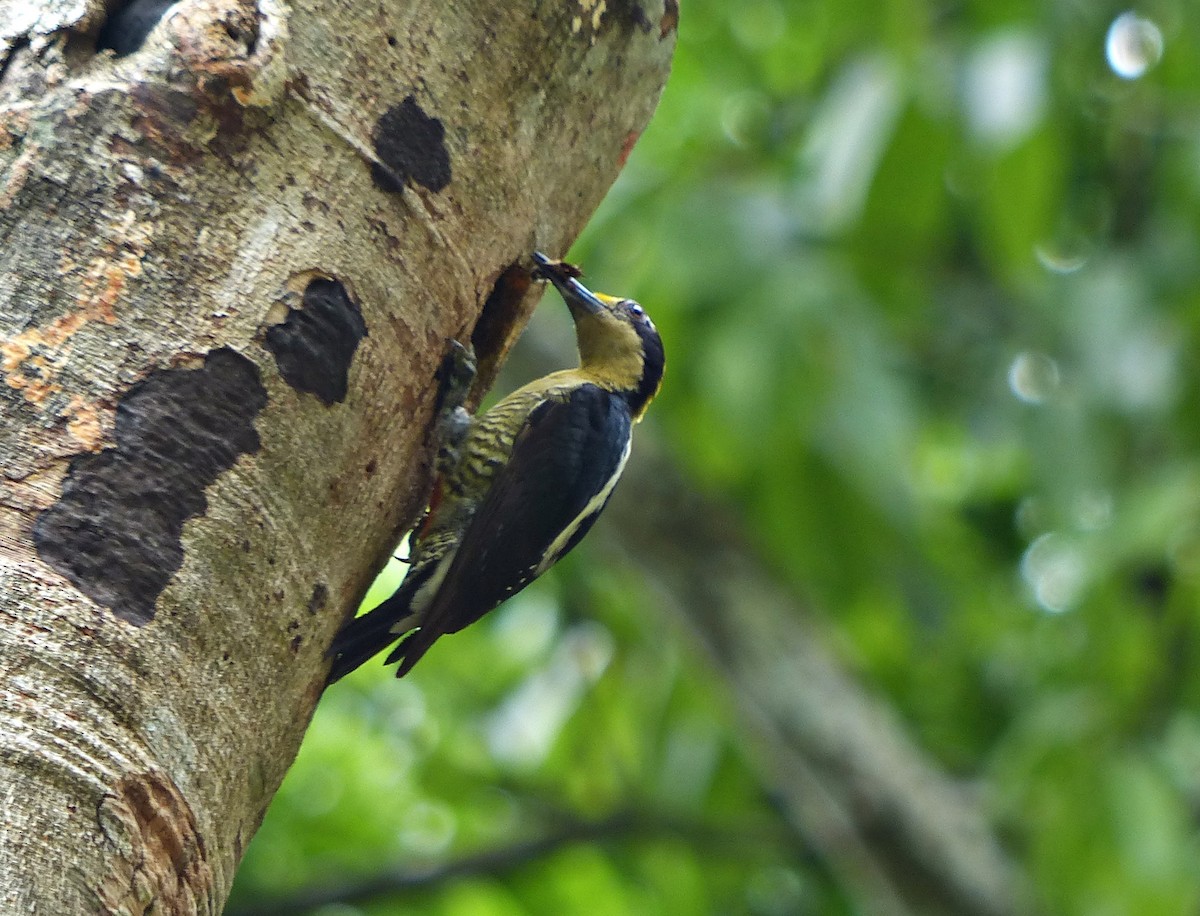 Golden-naped Woodpecker - ML637523470