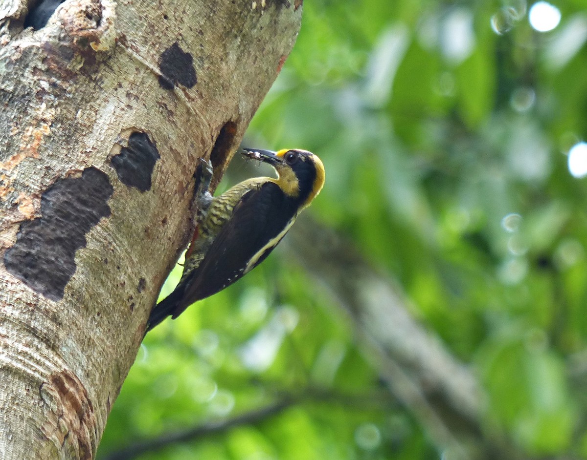 Golden-naped Woodpecker - ML637523471