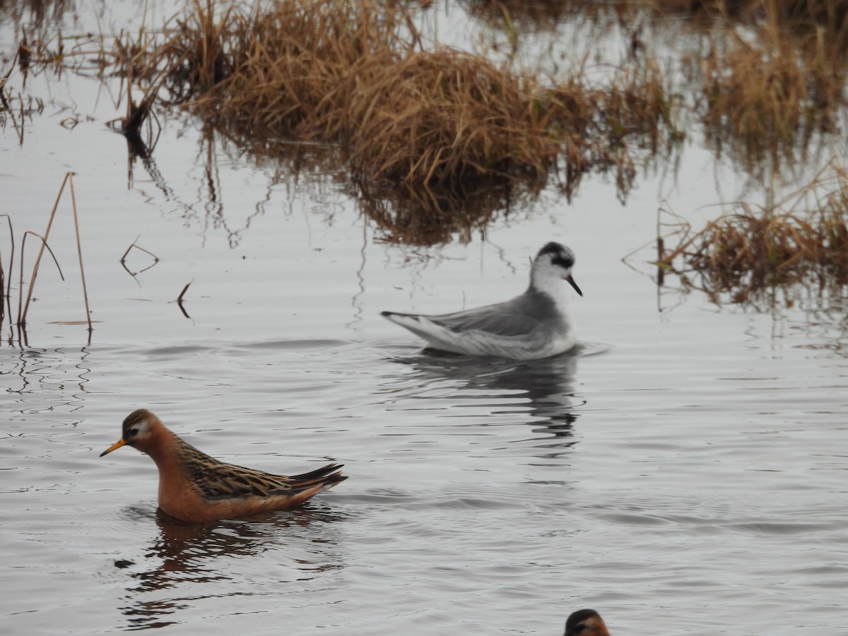 Red Phalarope - ML637523477
