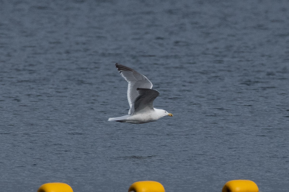 Western x Glaucous-winged Gull (hybrid) - ML637523603