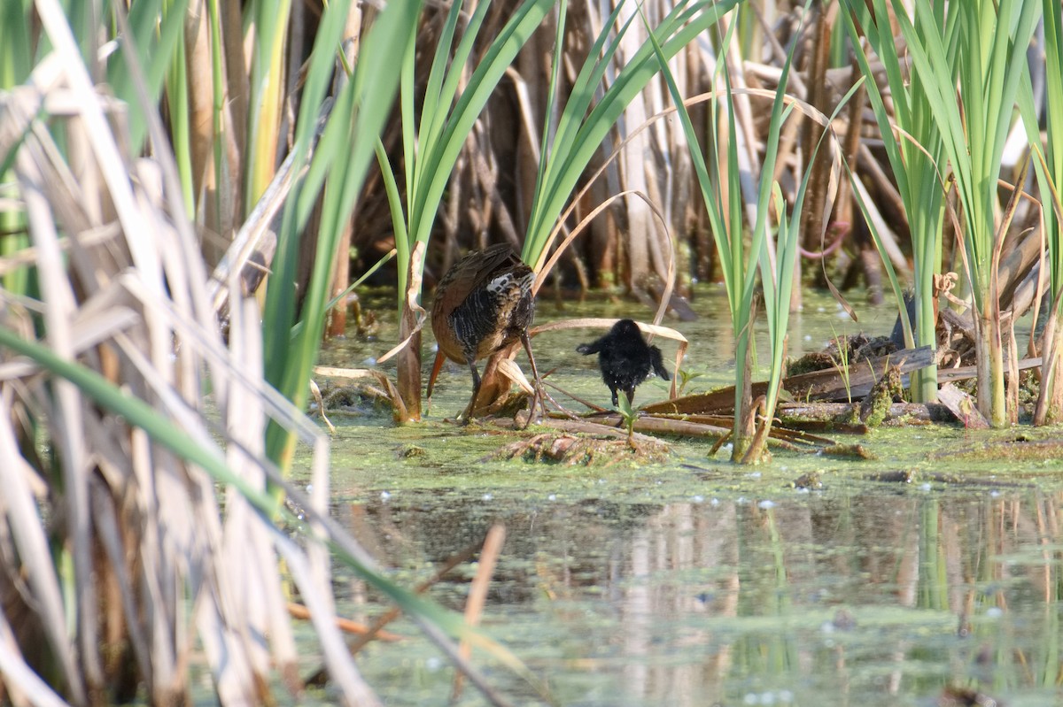 Virginia Rail - ML637523611