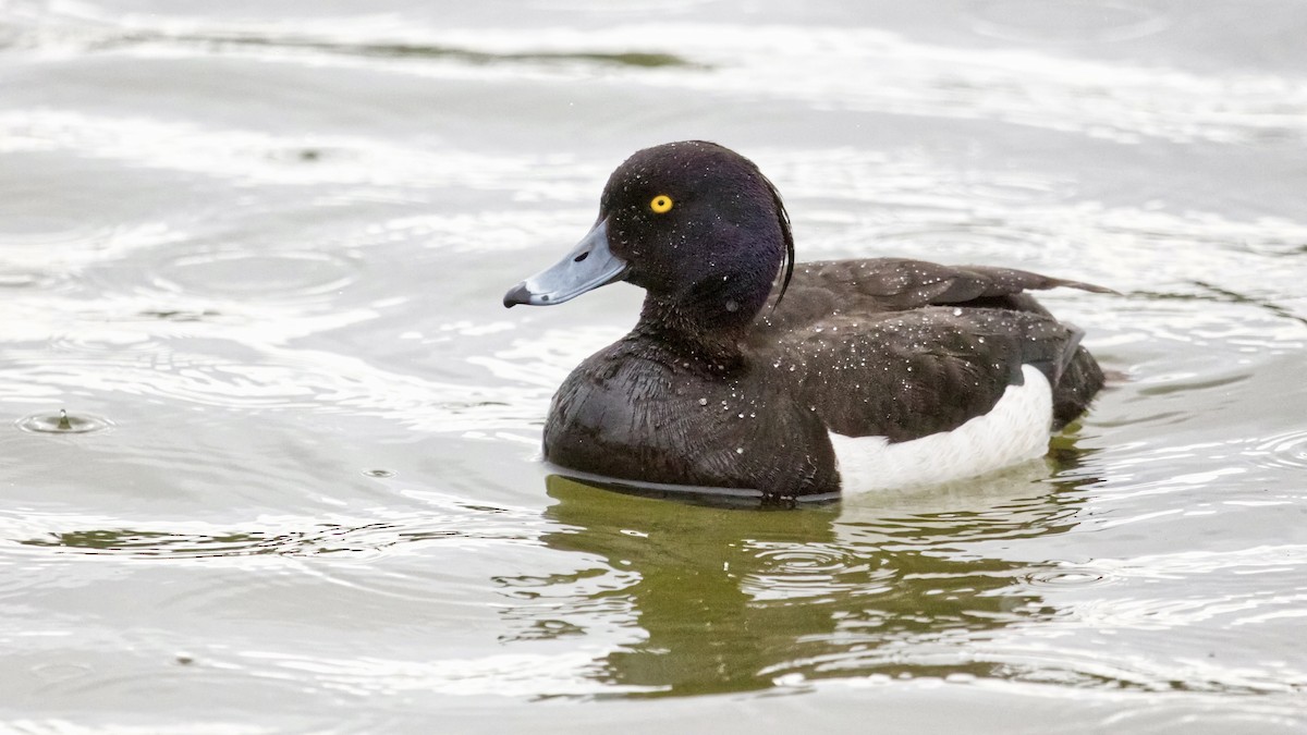 Tufted Duck - ML637523613