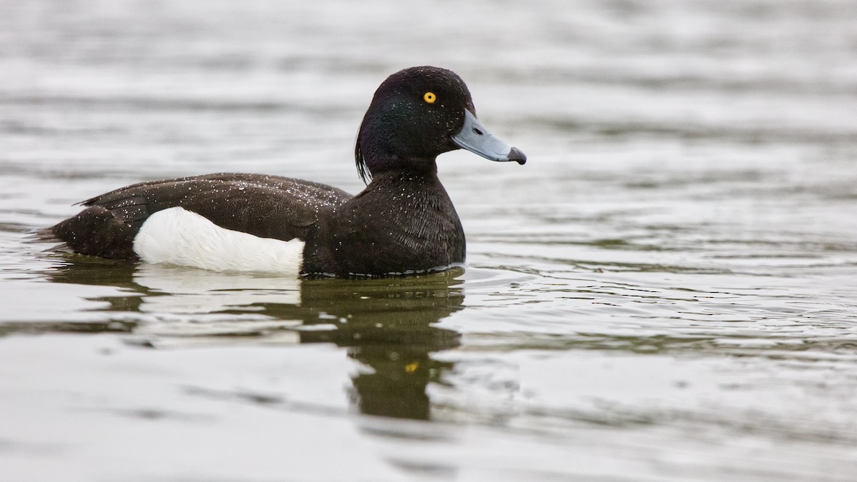 Tufted Duck - ML637523614