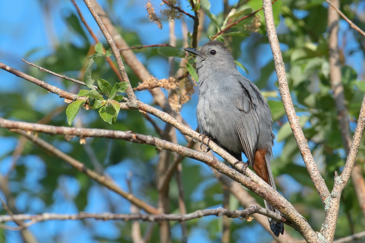 Gray Catbird - ML637523635