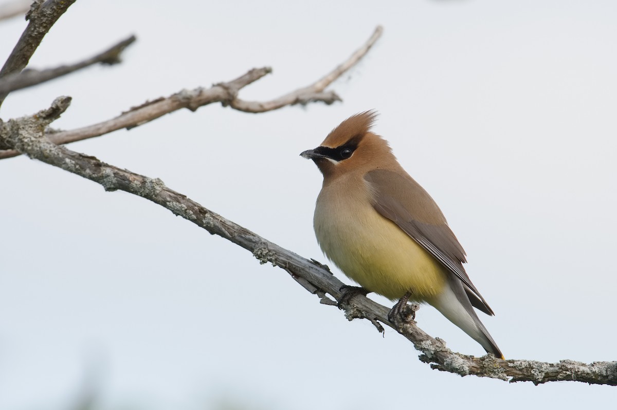 Cedar Waxwing - ML637523640