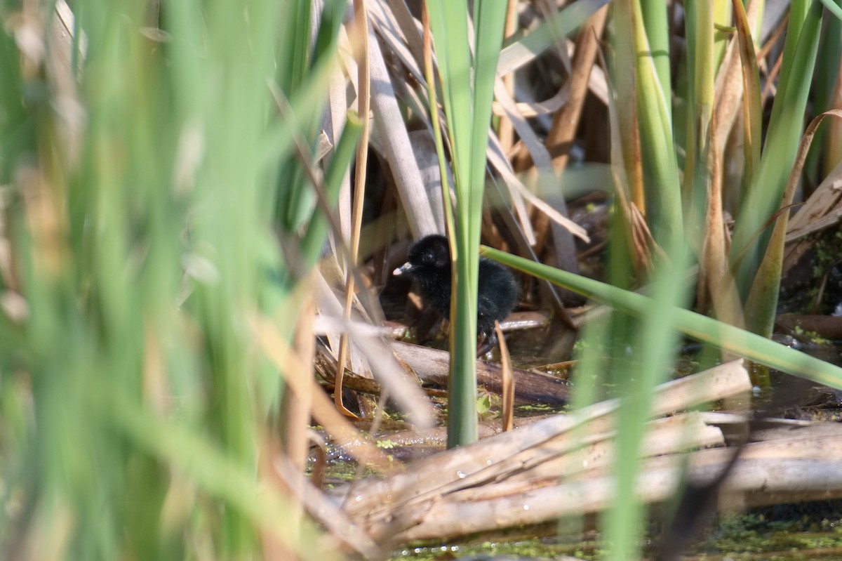 Virginia Rail - ML637523646