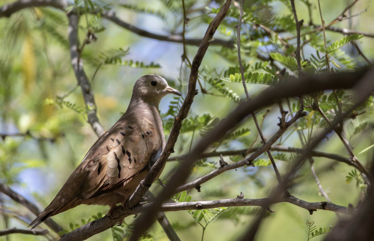 Ruddy Ground Dove - ML637523660
