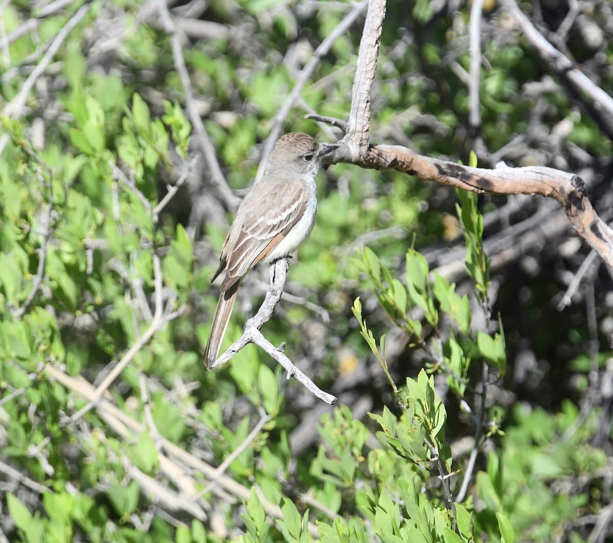 Ash-throated Flycatcher - ML637523763