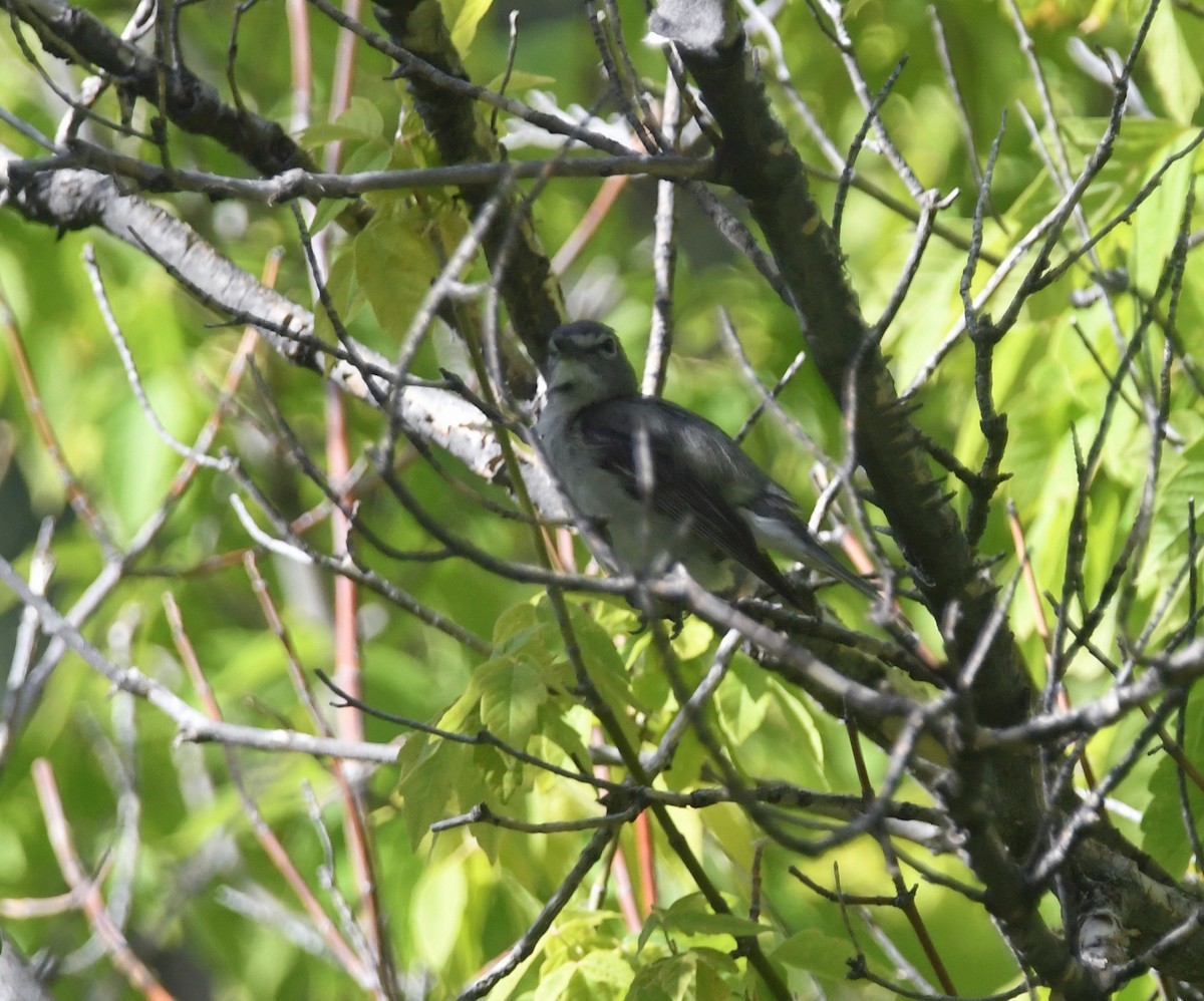 Plumbeous Vireo - ML637523782