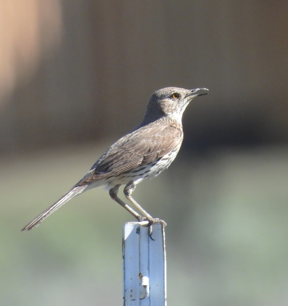 Sage Thrasher - ML637523829