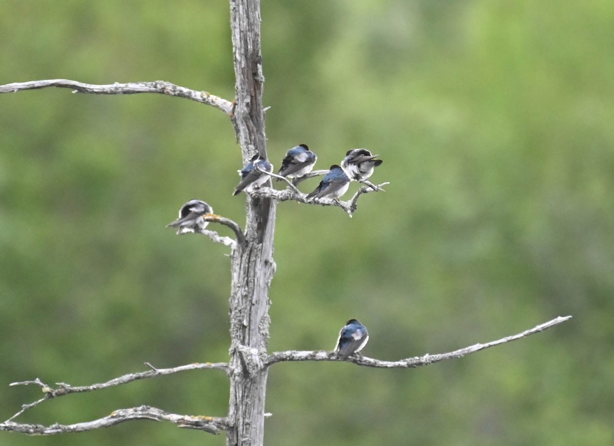 Tree Swallow - ML637523831