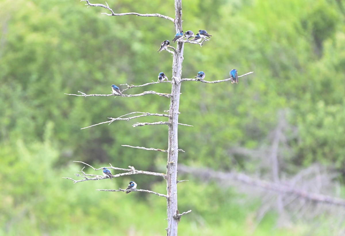 Tree Swallow - ML637523832