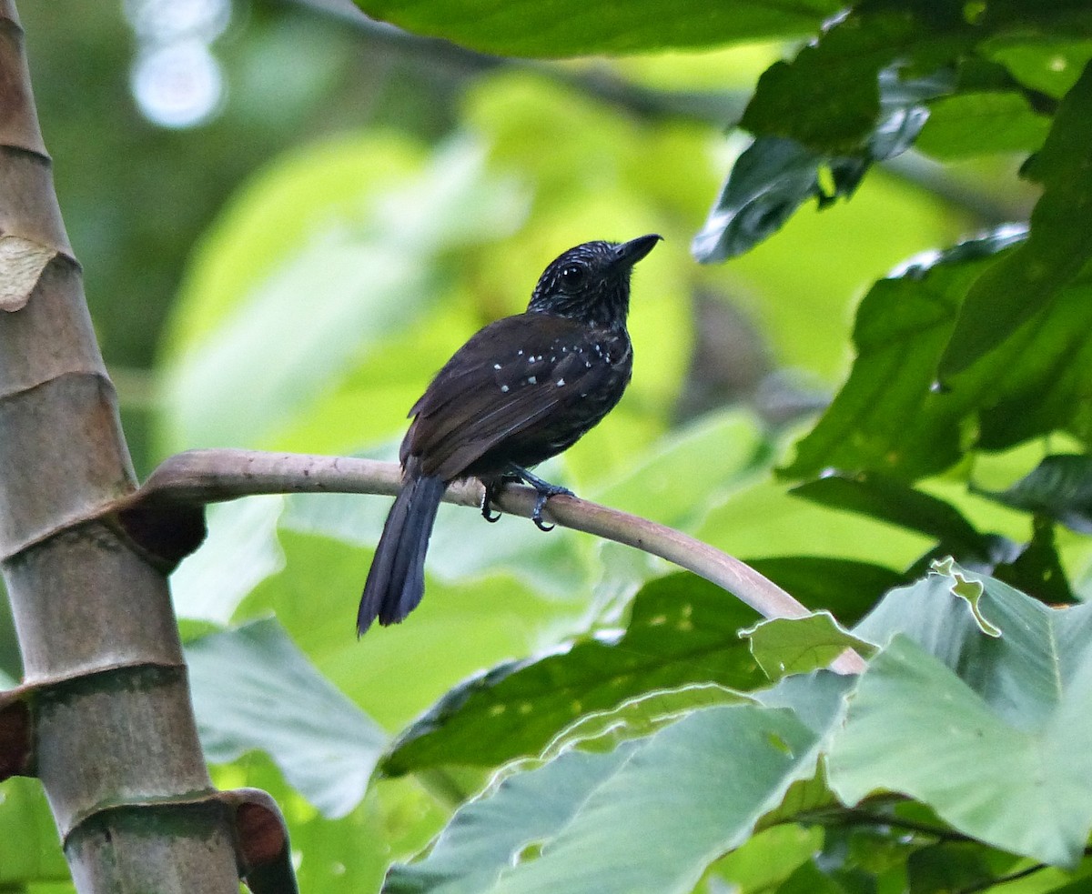 Black-hooded Antshrike - ML637523841