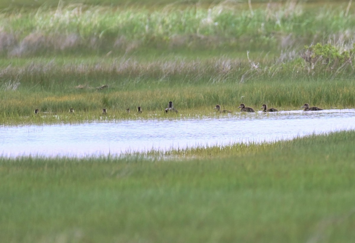 American Black Duck - ML637523886