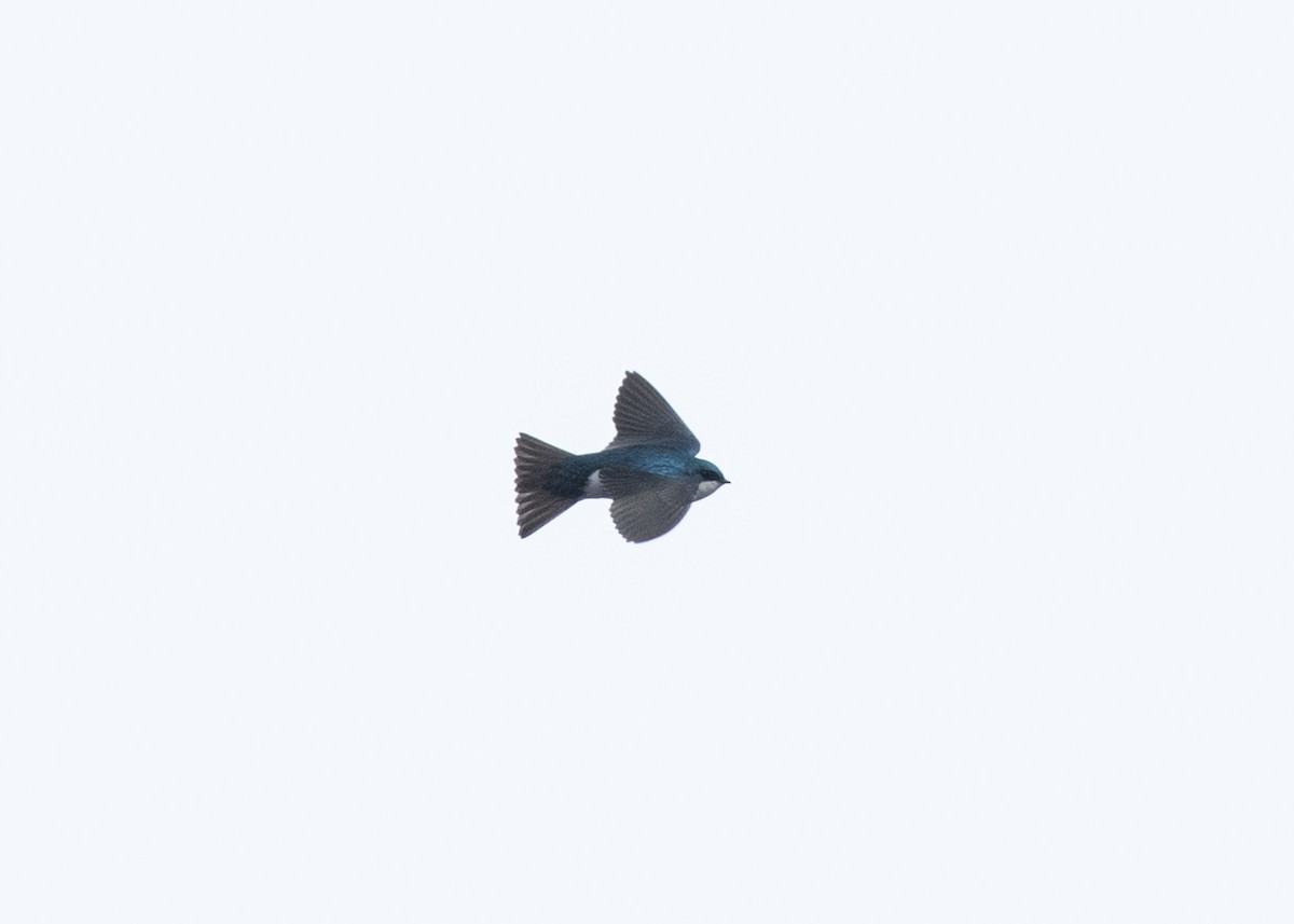 Tree Swallow - ML637523996
