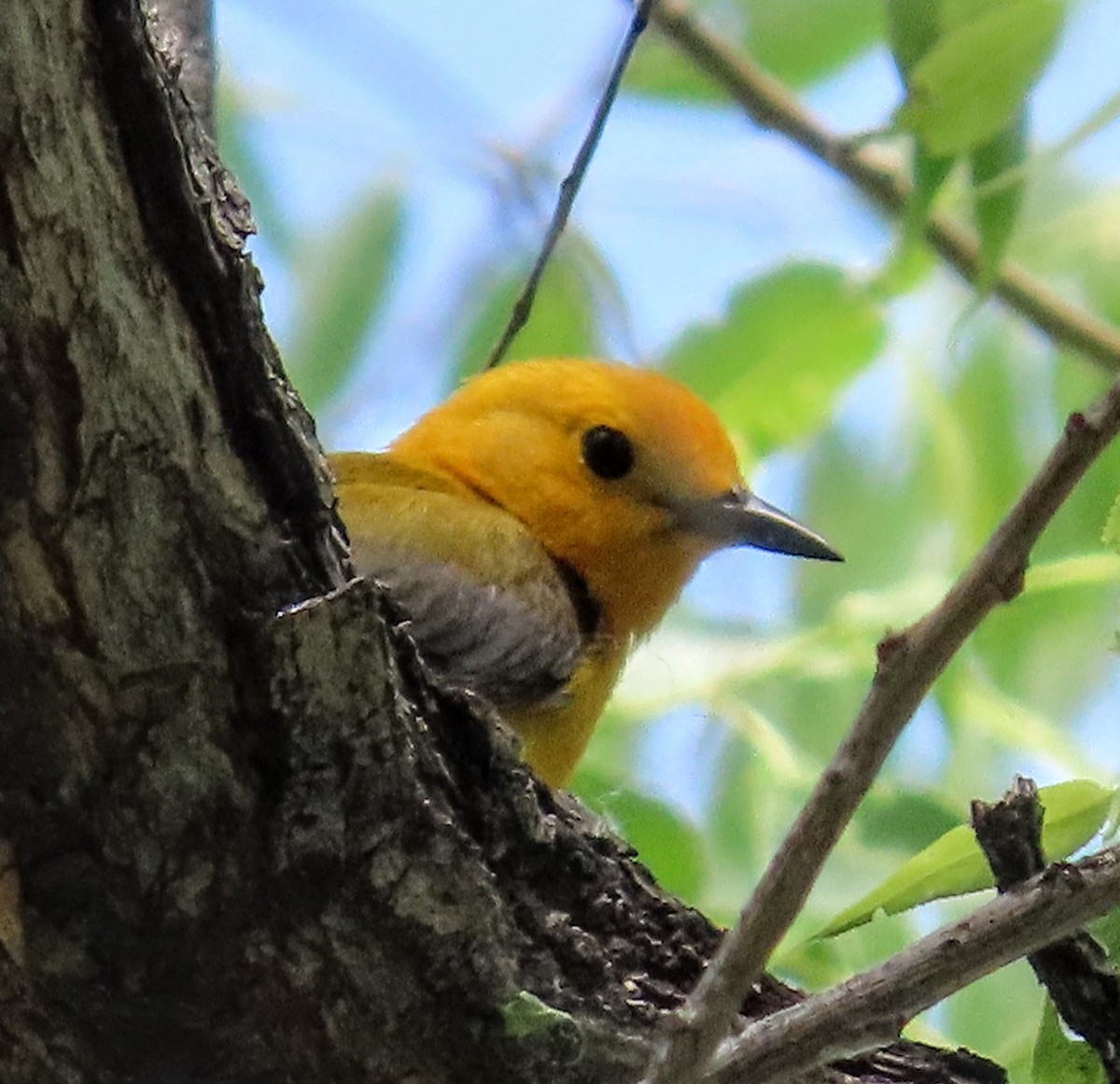 Prothonotary Warbler - ML637524010