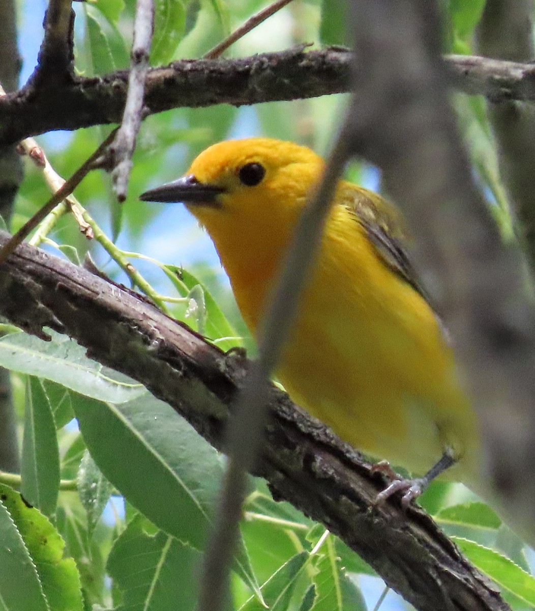 Prothonotary Warbler - ML637524013
