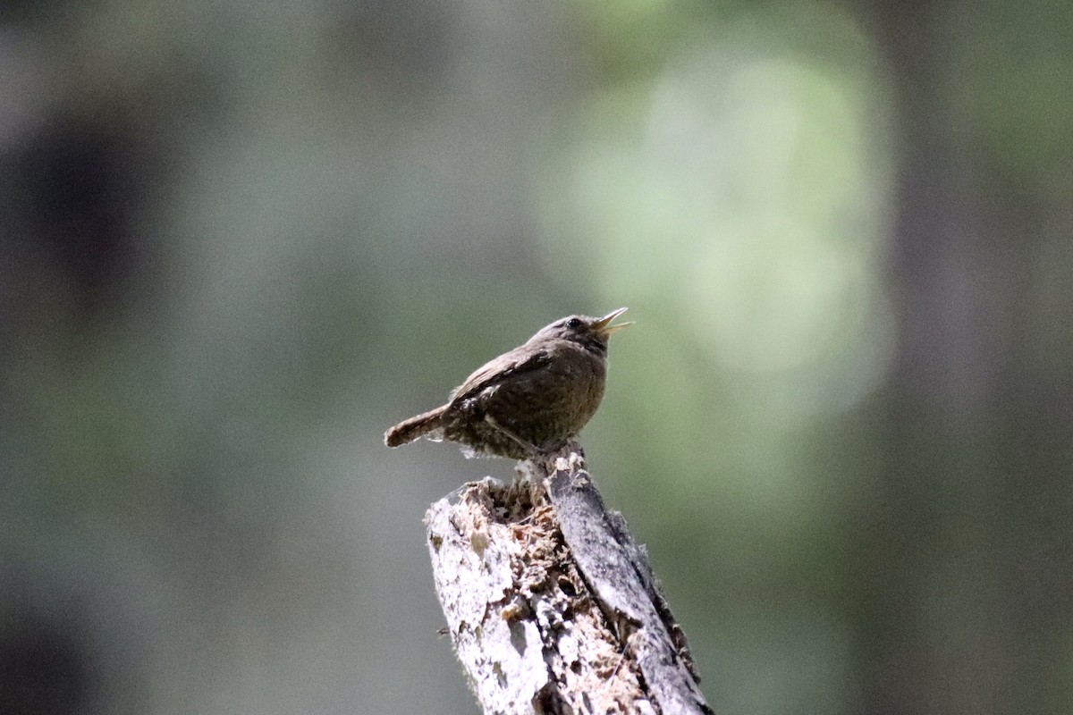 Pacific Wren - ML637524035