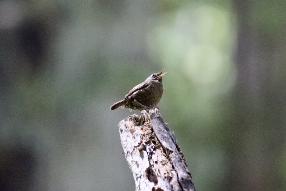 Pacific Wren - ML637524036