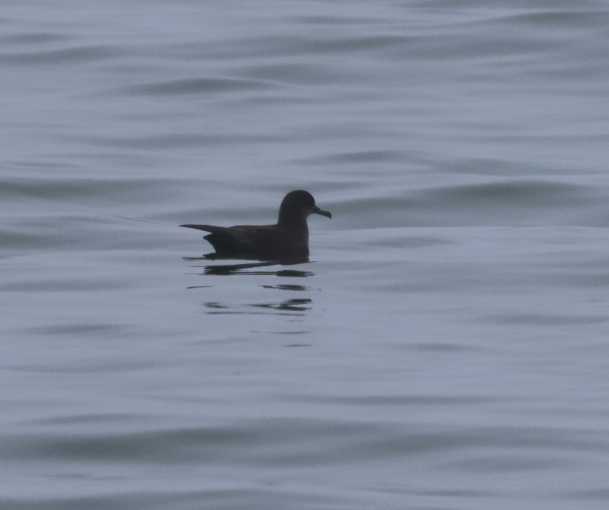 Sooty Shearwater - ML637524086
