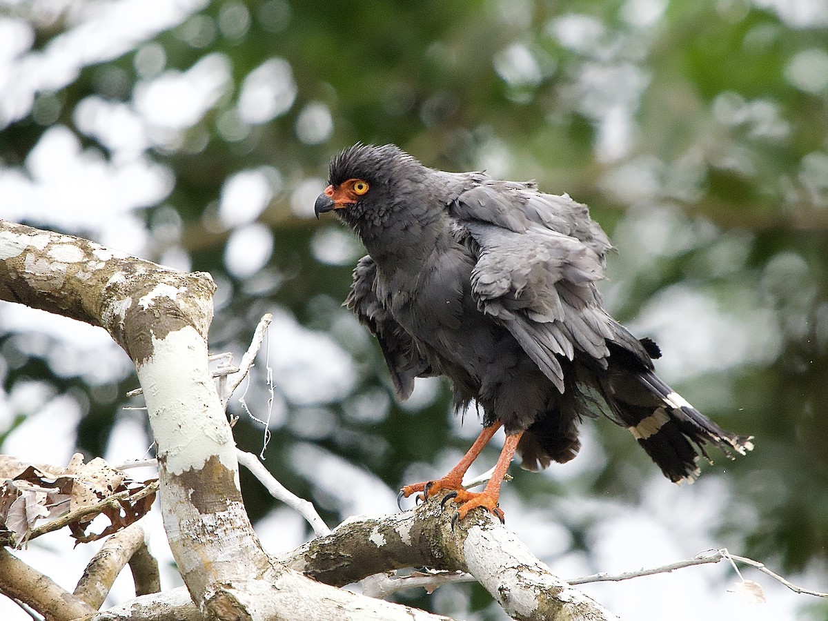 Slate-colored Hawk - ML637524142
