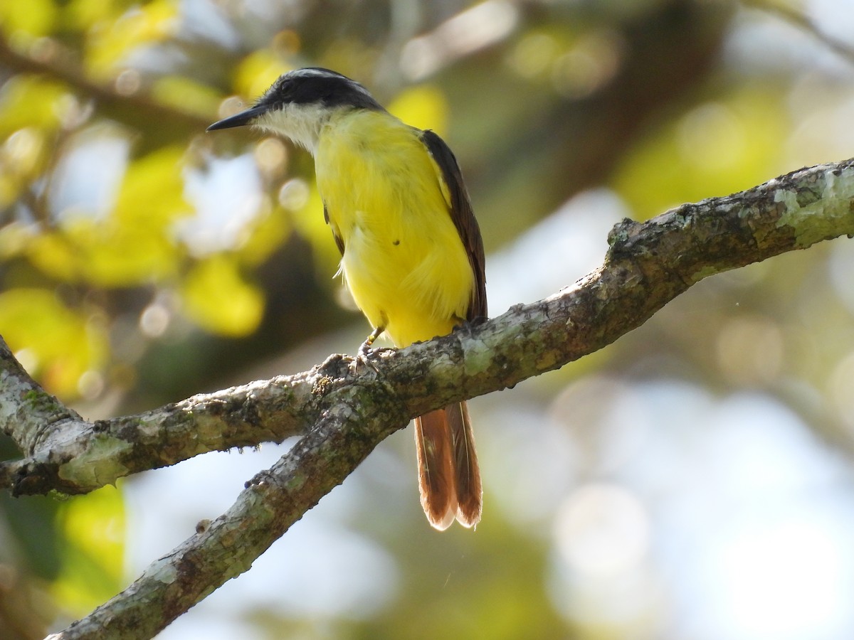 Lesser Kiskadee - ML637524198